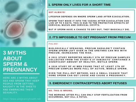 how long does it take for precum to die|Sperm: How Long Sperm Live, Sperm Count, and。